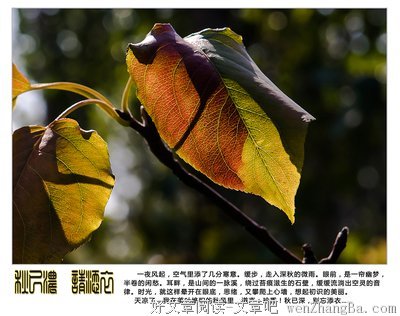 秋已浓，请添衣。