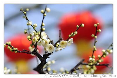 雪寒梅的名句_关于雪寒梅的名句