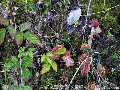 迷路与归途