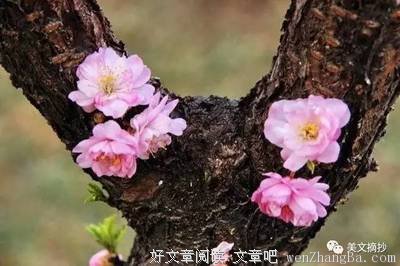 有关不如意事常八九的美句摘抄