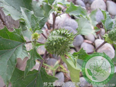 曼陀罗的句子