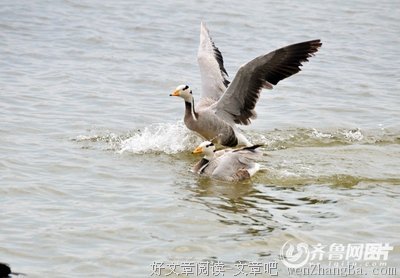 雁阵裁空，菊风从容——今日寒露