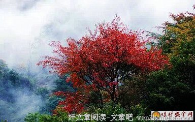 【合诵】远山的红叶