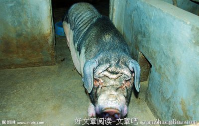 关于老猪的座右铭