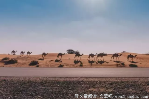 假如我有九条命