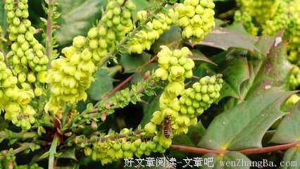 采花大盗和热血青年