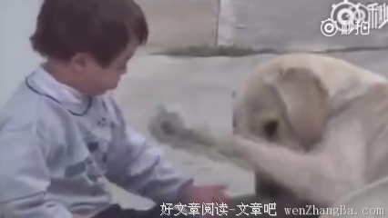 你往往低估了一只狗给的安慰