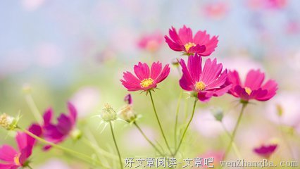 为什么在一段感情中，你越是努力，便越是伤痛了自己
