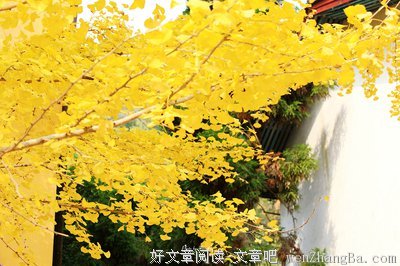 关于叶黄的语句