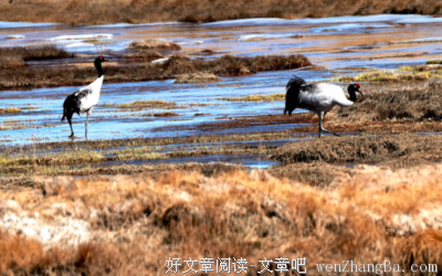 苏干湖与爱