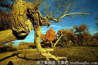 关于杨林的座右铭
