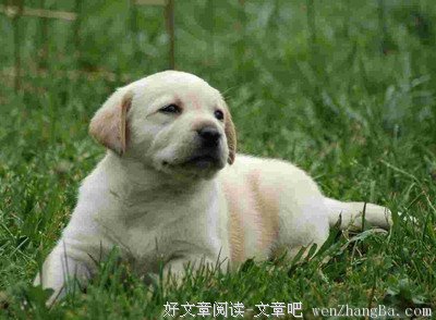 15条关于狗子的经典语句