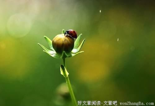 淡泊在风骨之内（美文！）