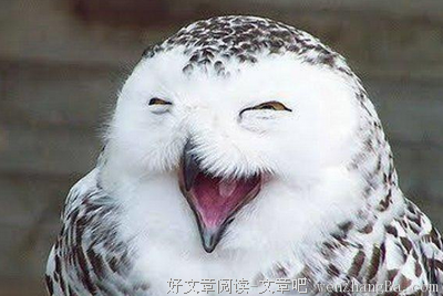 2017毒舌奶奶cc名言大全