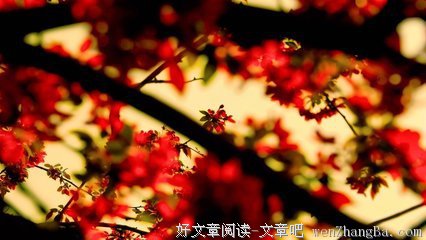 奇珍异宝的语句摘抄_关于奇珍异宝的语句