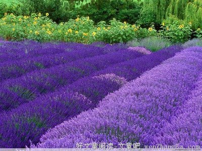 ７种绝美花朵，你是什么花就是什么性格！