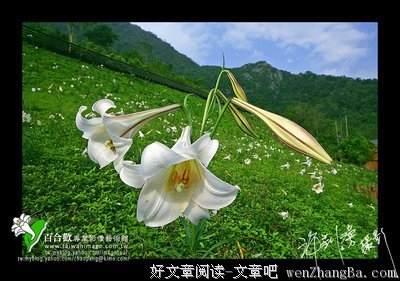 野百合格言警句