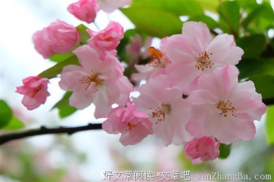 关于张岱的格言