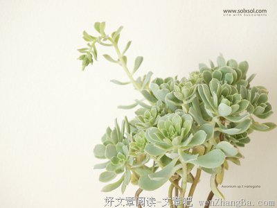 我的多肉，我的蜜院！