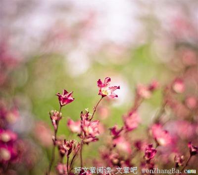 最新的《云雀叫了一整天》语录摘抄大全