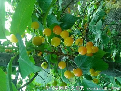 写给柳柳