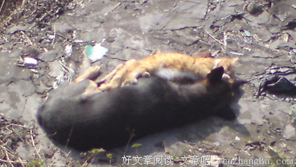 我想猫和你了。可我没有猫，也没有你。