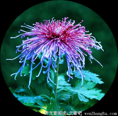 最新的海子经典句子
