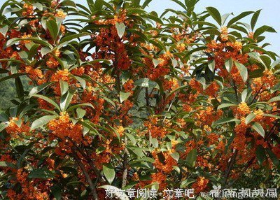 起死回生的语句摘抄_关于起死回生的语句