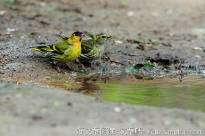 三万英尺 | 第十九章 螳螂捕蝉，黄雀在后（1）