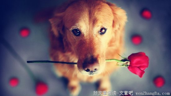 千万别和这么秀恩爱的人在一起