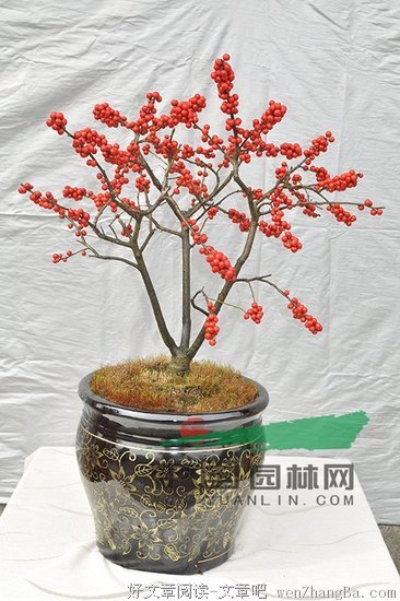 北美冬青，我爱你！