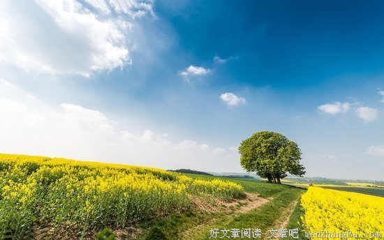 花都开好了