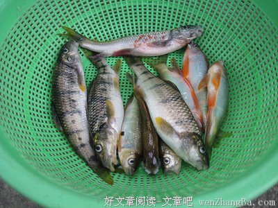 那些鱼儿