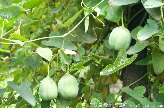 伤肝伤肾还强致癌！「马兜铃酸」这个名字一定要记牢
