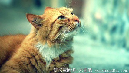 听音乐会，要不要预习功课？