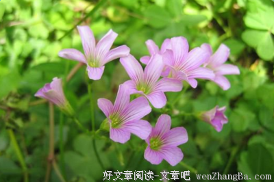 语笑嫣然经典语录