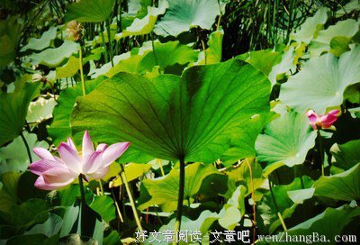 最新的《九个故事》小说摘抄