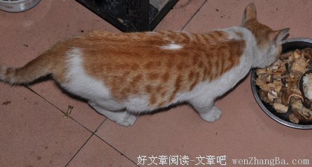 家猫的名人名言