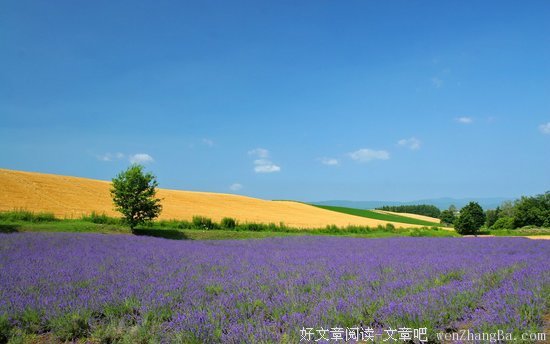 《薰衣草》经典观后感集