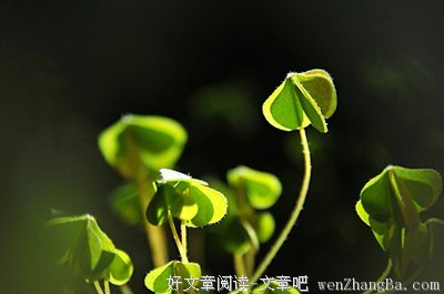 无名的小草