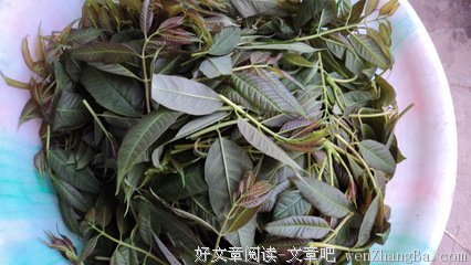恰逢一场树叶雨