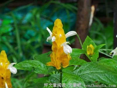 关于常开不败的座右铭