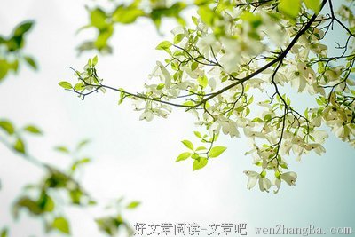 最新的《梧桐那么伤》经典语录大全