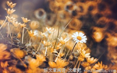 绝不瑟缩于人生的安全角落，只做自由炽烈的花朵