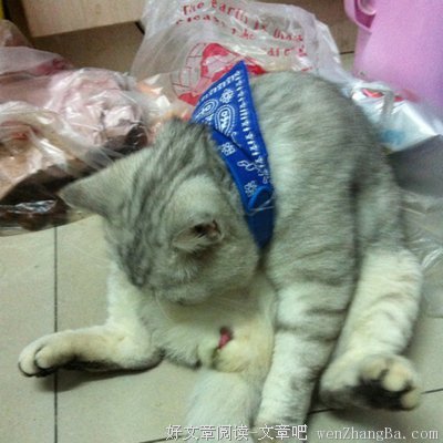哦哦，我的校长大人
