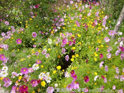 晓阴的语句摘抄_关于晓阴的语句