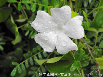 关于五子名言名句