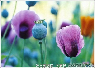 最新的《恶之花》名句欣赏