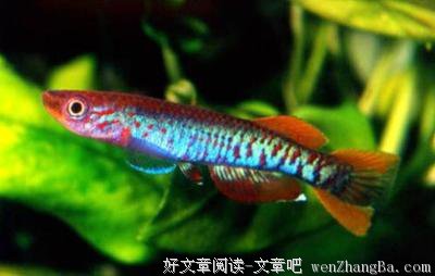 最新的《恋文的技术》经典的句子