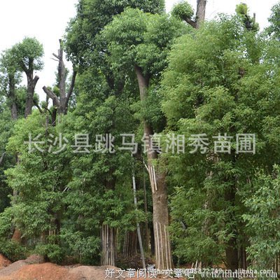 吸烟见修养